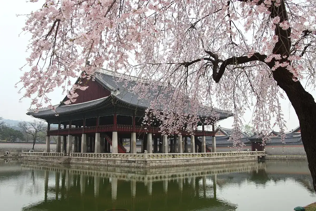 Paviliun Gyeonghoeru di Istana Gyeongbokgung, Seoul, di balik pohon sakura